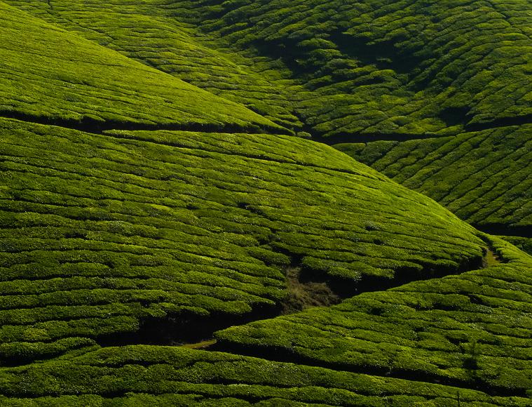 Verdant tea gardens in Munnar Verdant green tea gardens upon a hill with paths shown in southern India