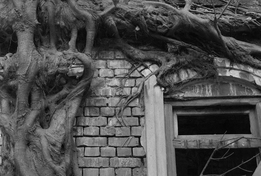 Banyan tree and wall grow together Black and white photo of a trees overgrowing a brick wall and window