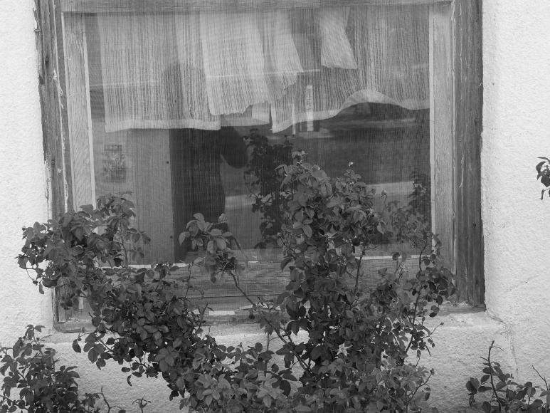Window curtains and self reflections Nicodemus Kansas Black and white photograph of a window in which you can see my reflection in the glass, with a rose bush that isn't in bloom covering the bottom part of the...