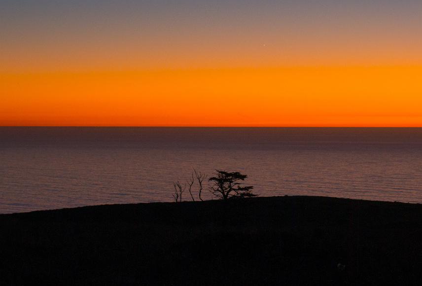 Trees on a hill silhouetted against the Pacific Ocean at dusk A live tree and dead branches are silhouetted against the pacifc ocean after dusk with a bright orange dusk sky