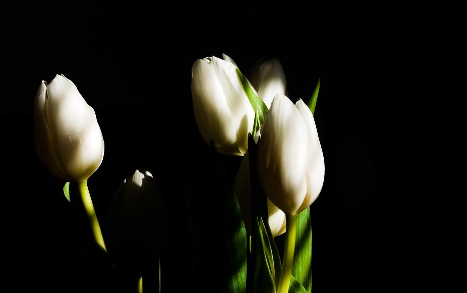 Six white tulips in shadow and light against a black background