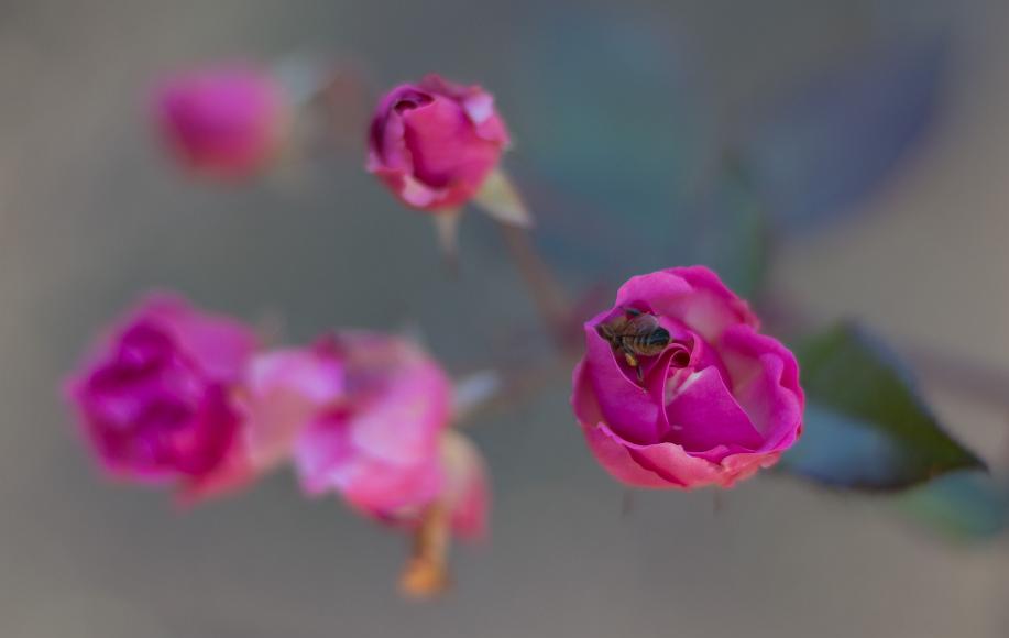 Emergent bee a honeybee emerges from a pink rosebud in Oakland's Morcom Rose Garden