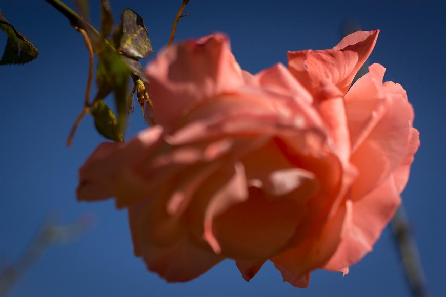 One orange pink rose out of focus orange and pink rose