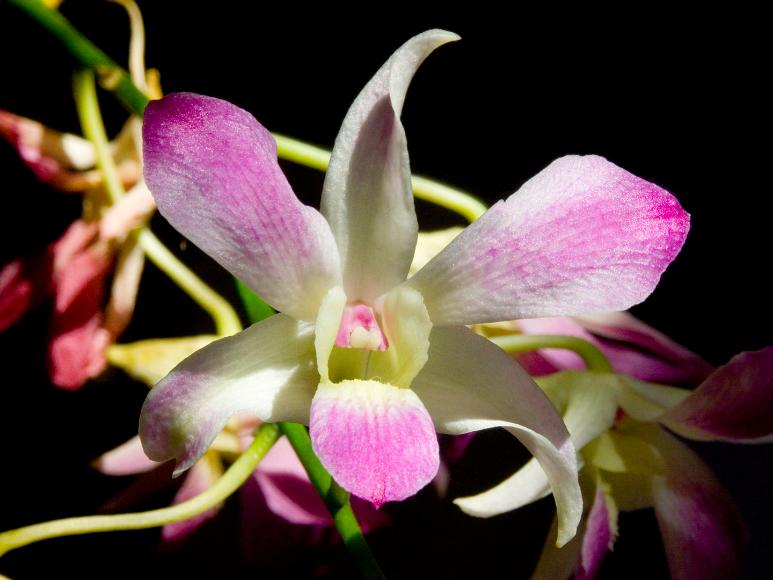 Purple and white Phaleonopsis Orchid against a black background