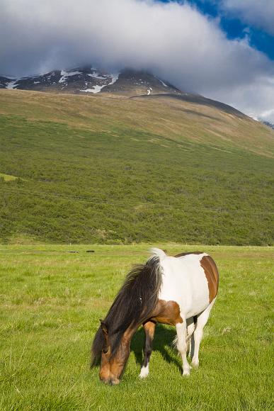 Horse eats grass before and mountain wrapped in clouds in Iceland
