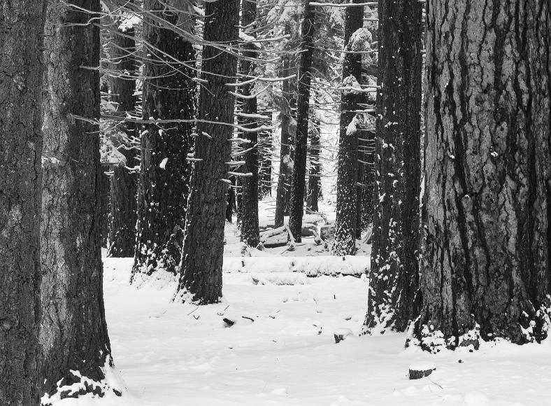 Large ponderosas in the snow black and white image of ponderosa pine trees covered with white snow in South Lake Tahoe California