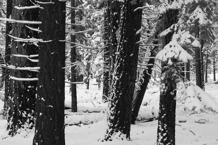 Tree snow skeletons black and white picture of ponderosa and other pine trees covered in snow off route 89 near south lake tahoe california
