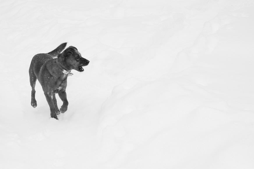 Cayenne is mean Cayenne the dog with one paw up and his mouth open trotting through the snow in South Lake Tahoe California