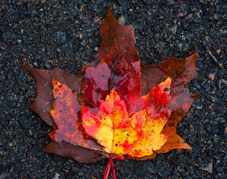 Three maple leaves on fire Fairfax Vermont Three slick wet maple leaves, all varying shades of red, the darkest being the largest and the smallest being the lightest and most colorful, approximating a...