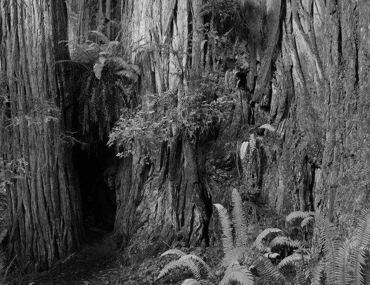 Massive grouping of redwoods black and white image of ferns growing in a massive wall of redwoods