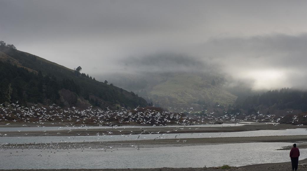 Seagulls and a lone figure near petrolia on the mattole river A woman stands in the corner with seagulls in flight before her over a river that runs between mountains covered in trees and meadows and shrouded in lots of...