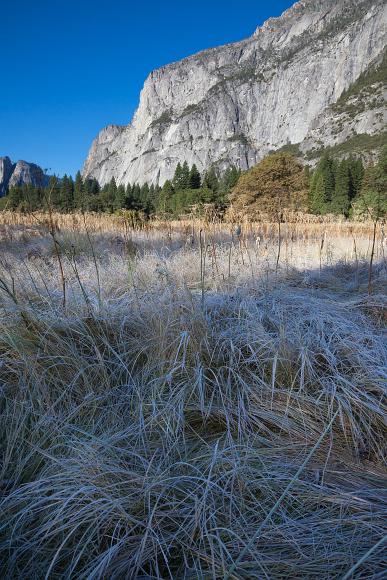 Frosted grass in early morning on the Yosemite Valley floor frosted grass in the foreground with large granite walls in the background