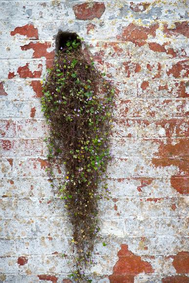 Given any small chance Delicate green leaves and purple flowers enamate from a hole in an old peeling painted white brick wall at Alcatraz Island Prison National Monument, San...