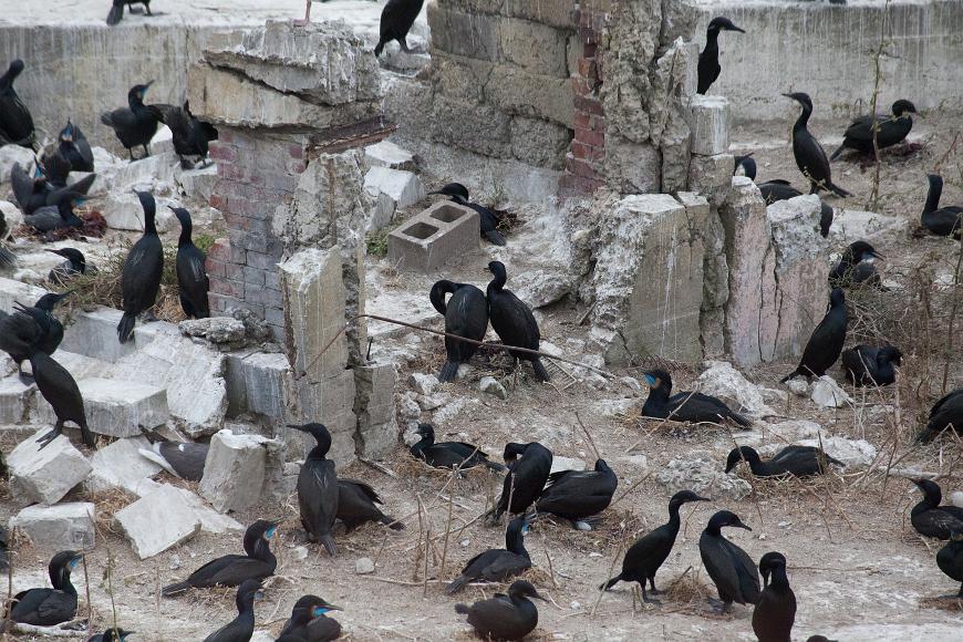Brandts Cormorants have taken over Alcatraz. Many black birds with bright blue throat patches nest and relax amidst crumbling concrete and brick structures